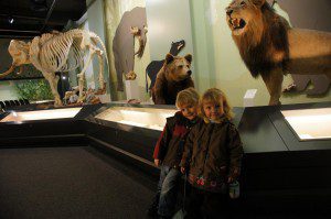 Spannender Familienausflug in Bayern: das Naturmuseum in Augsburg